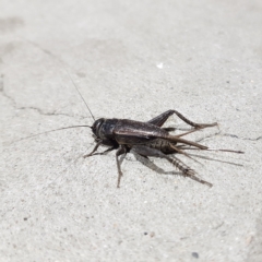 Teleogryllus commodus (Black Field Cricket) at Greenway, ACT - 17 Mar 2023 by MatthewFrawley