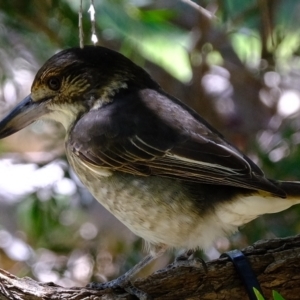 Cracticus torquatus at Florey, ACT - 17 Mar 2023