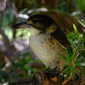 Cracticus torquatus at Florey, ACT - 17 Mar 2023