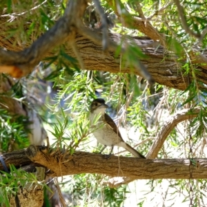 Cracticus torquatus at Florey, ACT - 17 Mar 2023