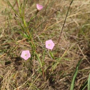 Convolvulus angustissimus subsp. angustissimus at Watson, ACT - 18 Mar 2023