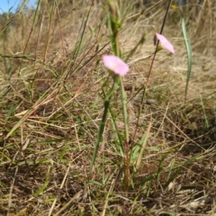 Convolvulus angustissimus subsp. angustissimus at Watson, ACT - 18 Mar 2023