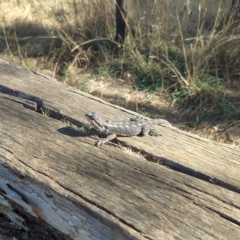 Pogona barbata (Eastern Bearded Dragon) at Mount Majura - 17 Mar 2023 by mareehill