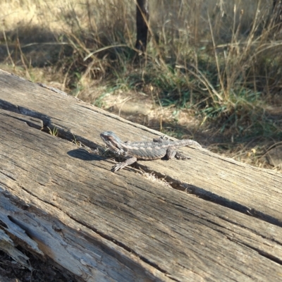 Pogona barbata (Eastern Bearded Dragon) at Watson, ACT - 17 Mar 2023 by mareehill