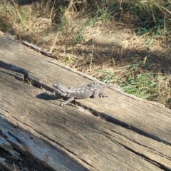 Pogona barbata at Watson, ACT - 18 Mar 2023