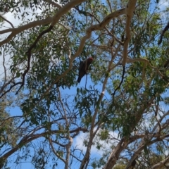 Callocephalon fimbriatum at Hackett, ACT - 21 Feb 2023