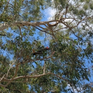 Callocephalon fimbriatum at Hackett, ACT - 21 Feb 2023