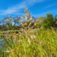 Phragmites australis (Common Reed) at O'Malley, ACT - 18 Mar 2023 by Mike