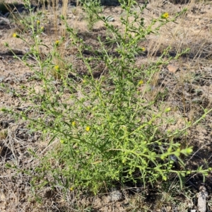 Dittrichia graveolens at O'Malley, ACT - 18 Mar 2023 10:08 AM