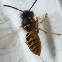 Vespula germanica (German Yellowjacket Wasp (also known as European Wasp)) at Warradale, SA - 18 Mar 2023 by davidmsly