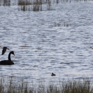 Himantopus leucocephalus at Lake George, NSW - 12 Mar 2023