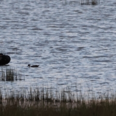 Himantopus leucocephalus at Lake George, NSW - 12 Mar 2023 06:59 PM