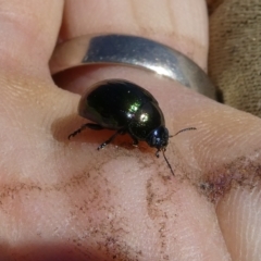 Callidemum hypochalceum (Hop-bush leaf beetle) at Emu Creek - 17 Mar 2023 by JohnGiacon