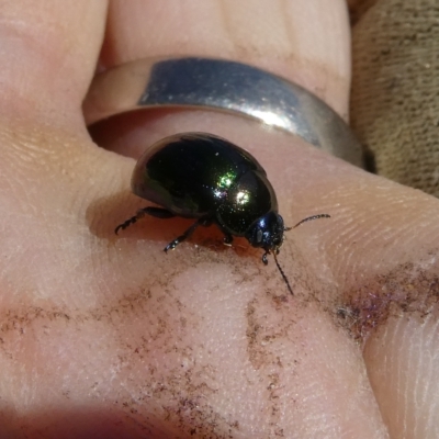 Callidemum hypochalceum (Hop-bush leaf beetle) at Flea Bog Flat to Emu Creek Corridor - 17 Mar 2023 by JohnGiacon