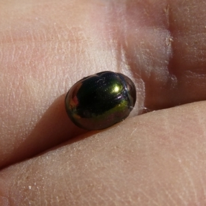 Callidemum hypochalceum at Belconnen, ACT - 18 Mar 2023