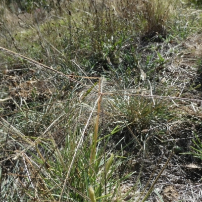 Chloris truncata (Windmill Grass) at Flea Bog Flat to Emu Creek Corridor - 17 Mar 2023 by JohnGiacon