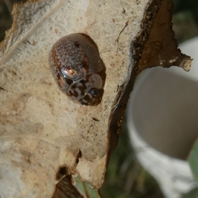 Paropsisterna m-fuscum (Eucalyptus Leaf Beetle) at Emu Creek - 17 Mar 2023 by JohnGiacon