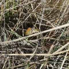 Taractrocera papyria (White-banded Grass-dart) at Belconnen, ACT - 17 Mar 2023 by JohnGiacon