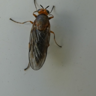 Inopus rubriceps (Sugarcane Soldier Fly) at Emu Creek - 17 Mar 2023 by JohnGiacon