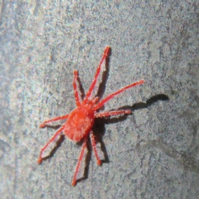 Trombidiidae (family) (Red velvet mite) at Hall Cemetery - 17 Mar 2023 by Christine