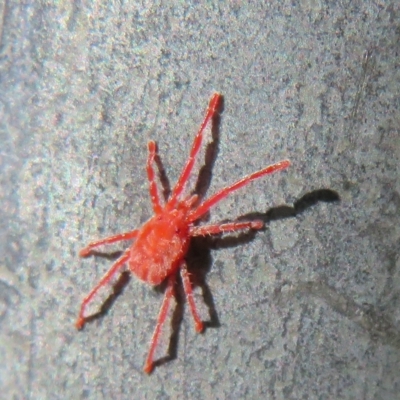 Trombidiidae (family) (Red velvet mite) at Hall Cemetery - 18 Mar 2023 by Christine