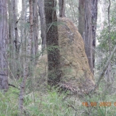 Termitoidae (informal group) (Unidentified termite) at Oakdale, NSW - 17 Mar 2023 by bufferzone