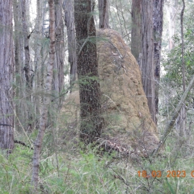Termitoidae (informal group) (Unidentified termite) at Oakdale, NSW - 17 Mar 2023 by bufferzone