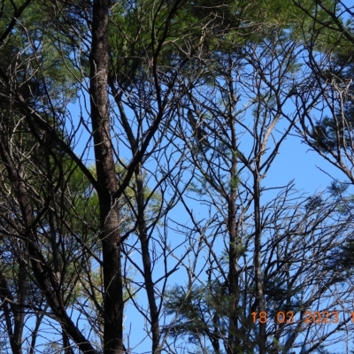 Aquila audax (Wedge-tailed Eagle) at Oakdale, NSW - 18 Mar 2023 by bufferzone