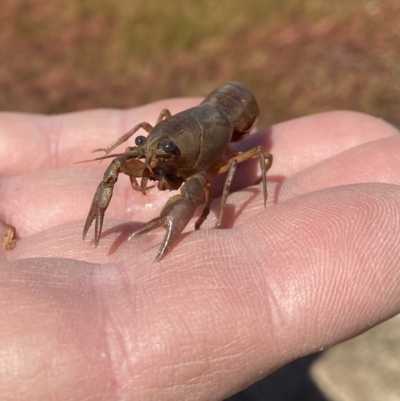 Cherax destructor (Common Yabby) at Farrer Ridge - 15 Mar 2023 by Shazw