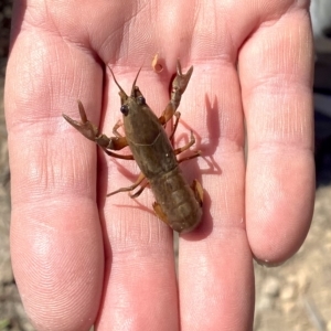 Cherax destructor at Wanniassa, ACT - 15 Mar 2023