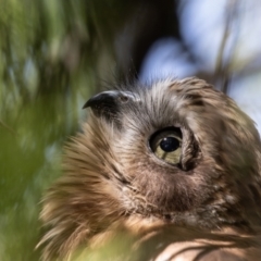 Ninox boobook (Southern Boobook) at Acton, ACT - 26 Feb 2023 by rawshorty