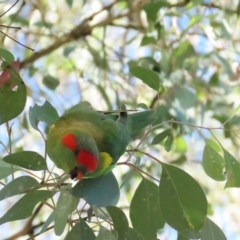 Glossopsitta concinna (Musk Lorikeet) at Red Hill, ACT - 17 Mar 2023 by TomW