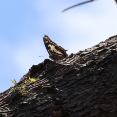 Charaxes sempronius (Tailed Emperor) at West Wodonga, VIC - 18 Mar 2023 by KylieWaldon