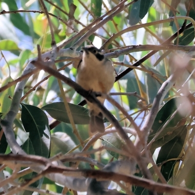 Melithreptus brevirostris (Brown-headed Honeyeater) at West Wodonga, VIC - 18 Mar 2023 by KylieWaldon