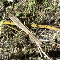 Archimantis sp. (genus) at Bruce Ridge to Gossan Hill - 18 Mar 2023 by Hejor1