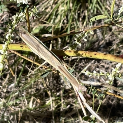 Archimantis sp. (genus) at Bruce, ACT - 18 Mar 2023 by Hejor1