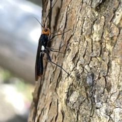 Braconidae (family) (Unidentified braconid wasp) at Bruce, ACT - 18 Mar 2023 by Hejor1