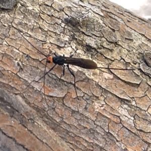 Braconidae (family) at Bruce, ACT - 18 Mar 2023