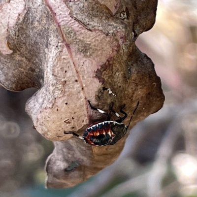 Oechalia schellenbergii (Spined Predatory Shield Bug) at Bruce Ridge to Gossan Hill - 18 Mar 2023 by Hejor1