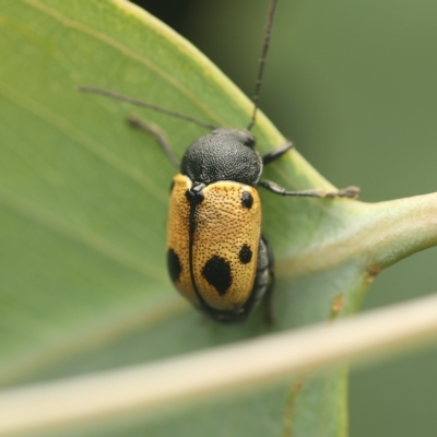 Cadmus (Cadmus) litigiosus (Leaf beetle) at Murrumbateman, NSW - 18 Mar 2023 by amiessmacro