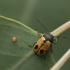 Cadmus (Cadmus) litigiosus at Murrumbateman, NSW - 18 Mar 2023 07:12 PM