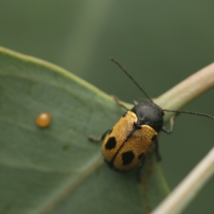 Cadmus (Cadmus) litigiosus at Murrumbateman, NSW - 18 Mar 2023 07:12 PM