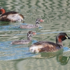 Tachybaptus novaehollandiae at Jerrabomberra, ACT - 18 Mar 2023