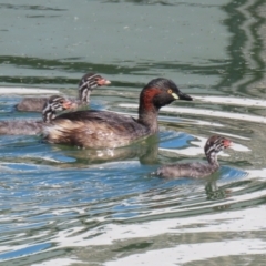 Tachybaptus novaehollandiae at Jerrabomberra, ACT - 18 Mar 2023