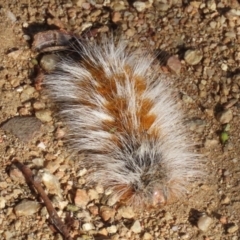 Anthela (genus) immature (Unidentified Anthelid Moth) at Symonston, ACT - 17 Mar 2023 by RodDeb