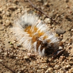 Anthela (genus) immature at Symonston, ACT - 18 Mar 2023