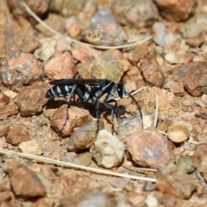 Turneromyia sp. (genus) at Symonston, ACT - 18 Mar 2023