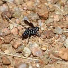 Turneromyia sp. (genus) at Symonston, ACT - 18 Mar 2023