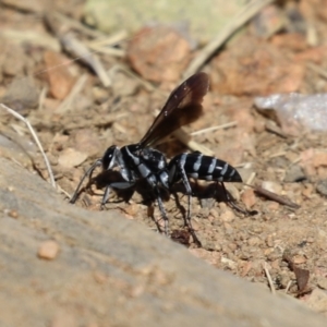 Turneromyia sp. (genus) at Symonston, ACT - 18 Mar 2023 11:08 AM