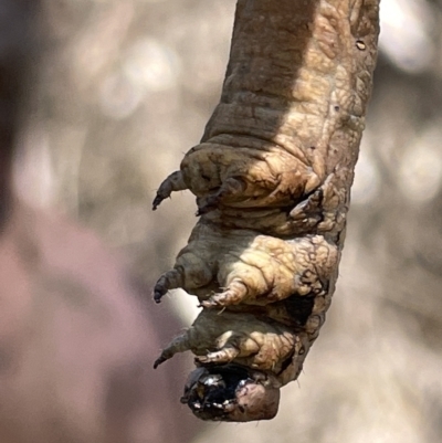 Geometridae (family) IMMATURE (Unidentified IMMATURE Geometer moths) at Bruce Ridge to Gossan Hill - 18 Mar 2023 by Hejor1